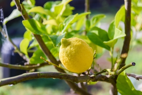 A fresh yellow lemon on the tree on nature background.