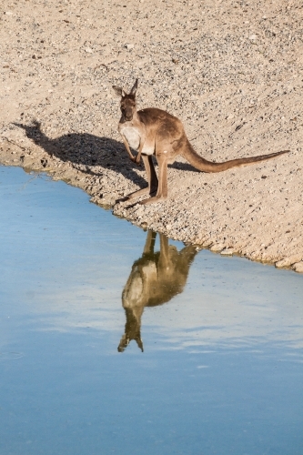 A kangaroo standing on the edge of a waterhole with its reflection