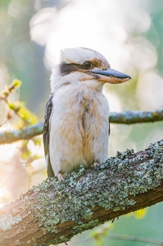 A kookaburra sitting on the branch of a tree