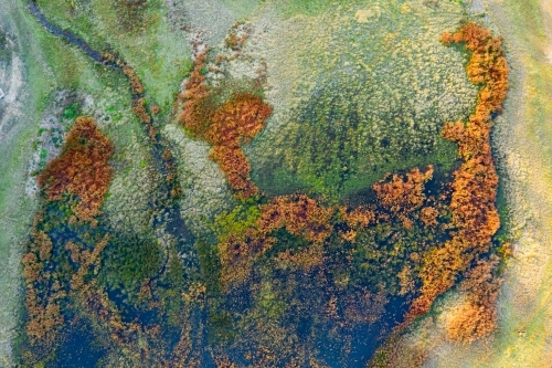 Aerial view coloured vegetation and water flow in marshy ground