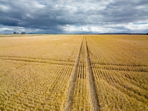 Aerial view of a crisscross patterns in a grain crop under an overcast sky