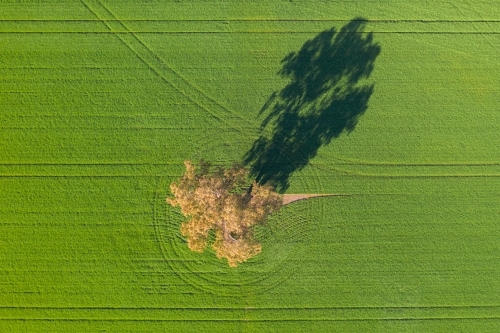 Aerial view of a gum tree in a green paddock casting a long shadow