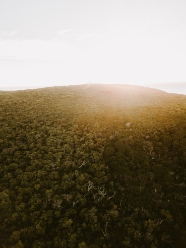 Aerial view of a hill covered in trees at sunset