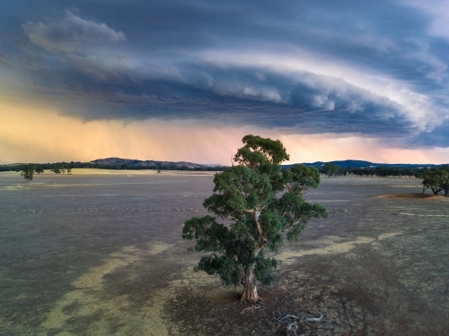 Aerial view of a large storm front over a tall gum tree at sunset