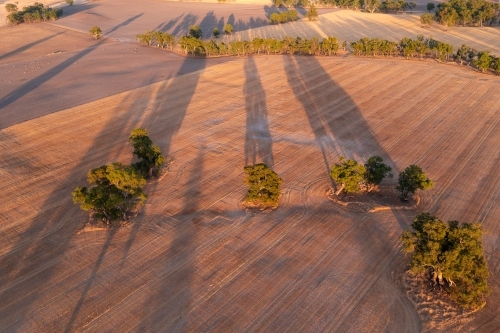 Aerial view of gum trees casting long shadows across dry farmland