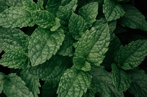 Background of fresh peppermint leaves.