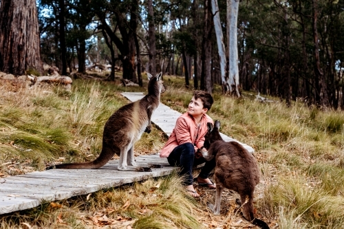 Boy feeding kangaroos