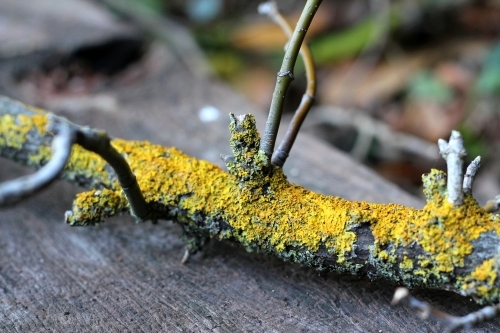 Branch covered in yellow fungus