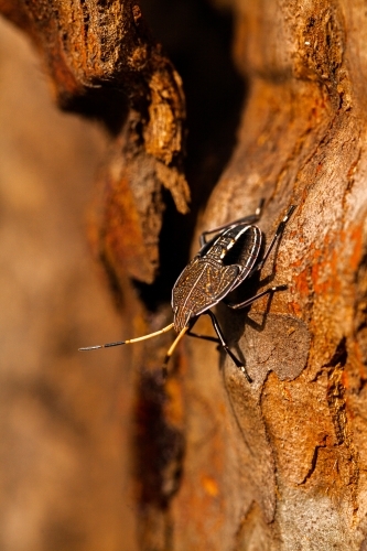 Brown bug on tree trunk