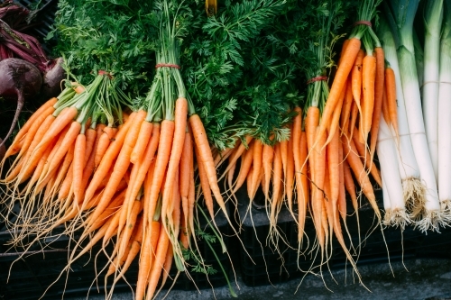 Bunches of fresh baby carrot for sale on the market.