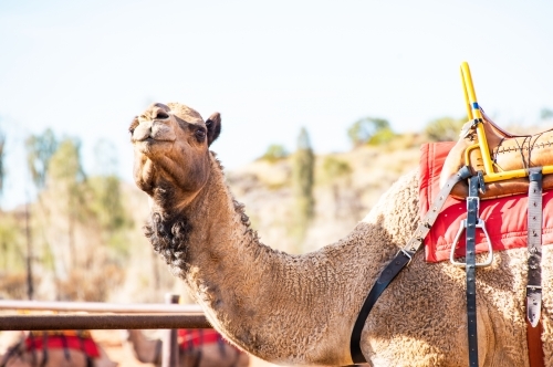 Camel saddled up and ready to take people on a camel riding tour