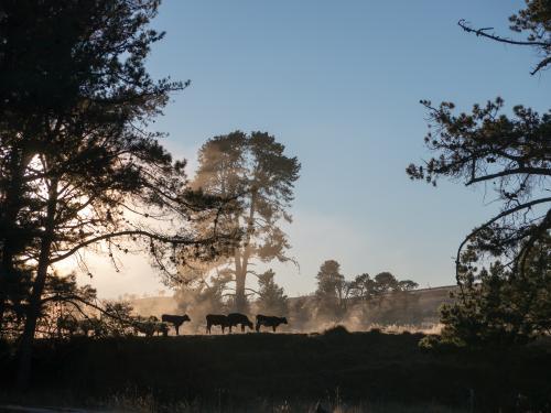 Cattle silhouetted against mist rising from dam