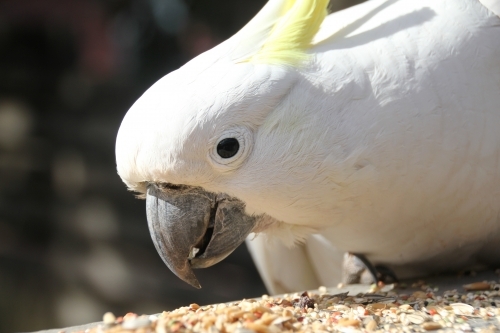 Close up of cockatoo eating bird seed