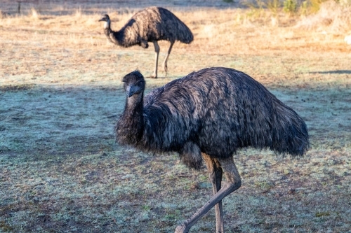 Close up of emu