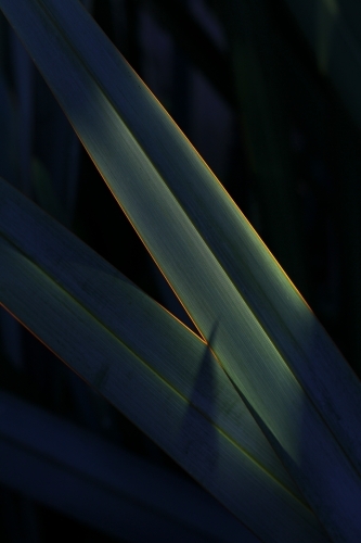 Close up of flax leaves in afternoon sun