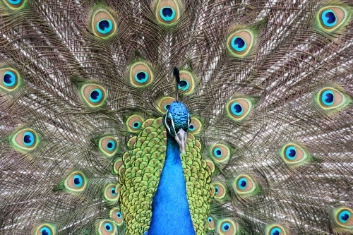 Close up of male peacock on display