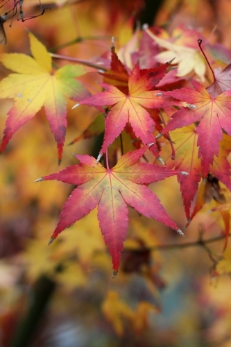 Close up of maple leaves in autumn