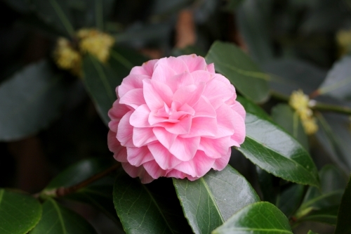 Close up of pink camellia flower