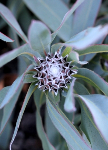 Close up of protea beginning to flower