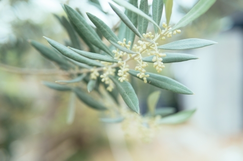 Closeup of olive tree branch with buds on blurred background.