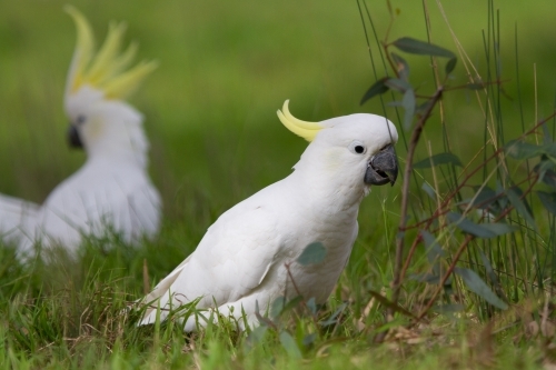 Cockatoo Feeding on the Ground