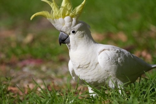 Cockatoo Showing off it's Crest