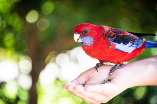 Crimson rosella parrot eating seed out of person’s hand