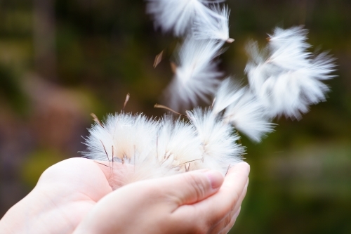 Dandelion seeds hands the wind blowing them away