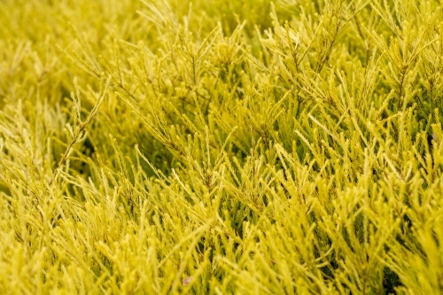 Delicate yellow shrub