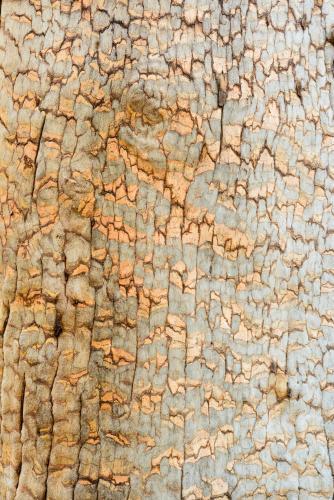 Detail shot of grey tree trunk with gold cracks forming a pattern