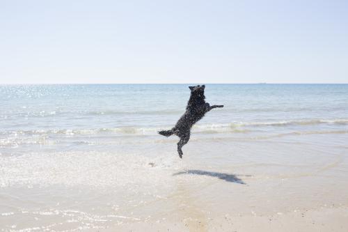 Dog jumping in the ocean