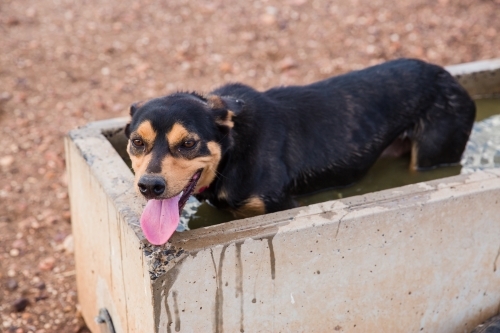 Dog standing in a trough