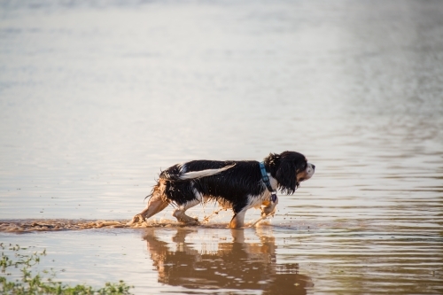 Dog walking in water