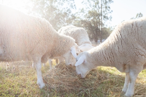Dorper sheep eating hay