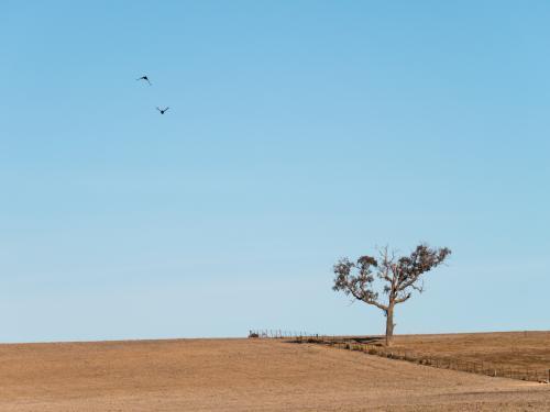 Dry brown ploughed paddock with fence, tree and two magpies flying over