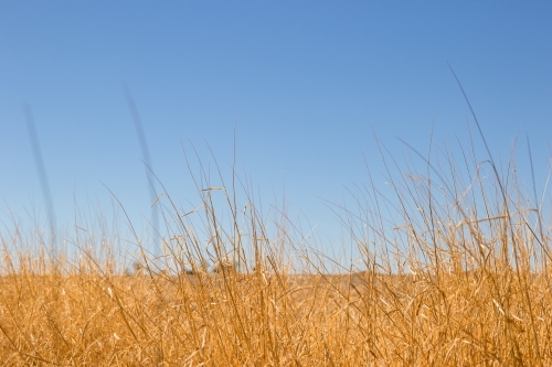 Dry grass in natural setting