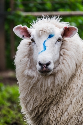 Ewe with paint mark to show she hasn't lambed