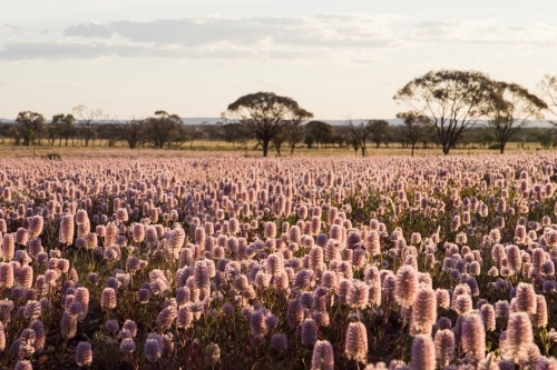 Field of Australian wild flowers