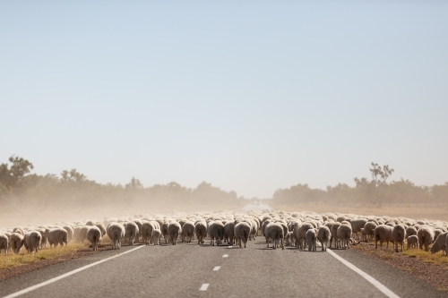 Flock of sheep walking along a bitumen road