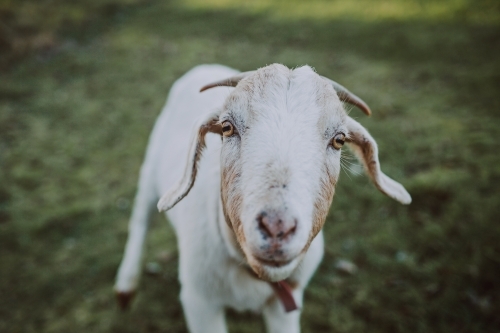 Friendly goat standing in paddock looking at camera