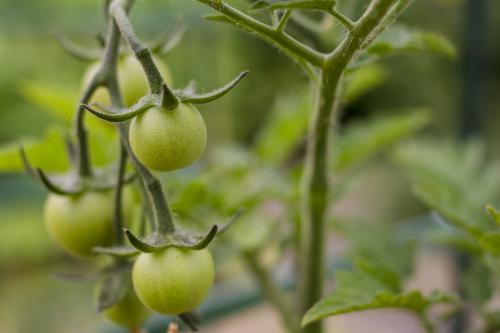 Green cherry tomatoes growing in backyard vegetable garden