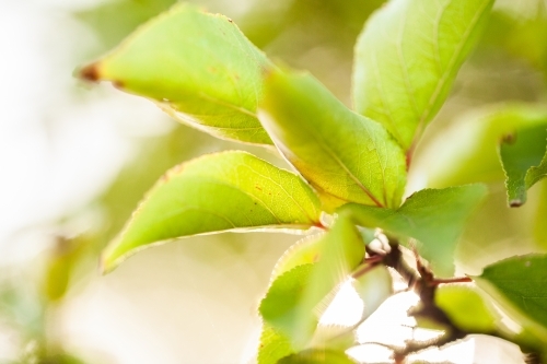 Green leaves of a deciduous plant