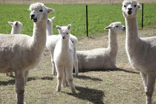 Group of alpacas on a rural property