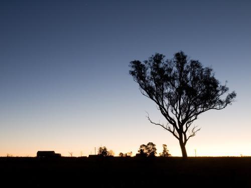 Gum tree silhouetted against low light sky