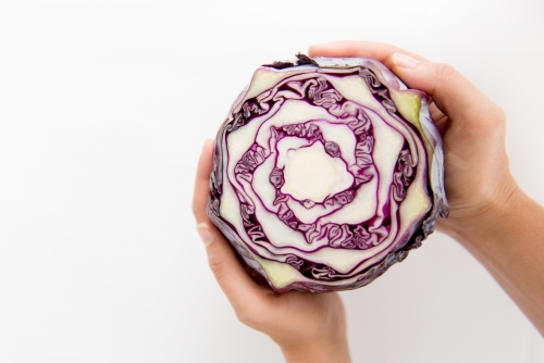 Hands holding a red Cabbage