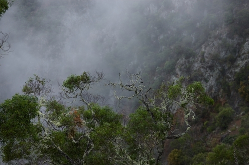 Horizontal shot of a foggy rainforest