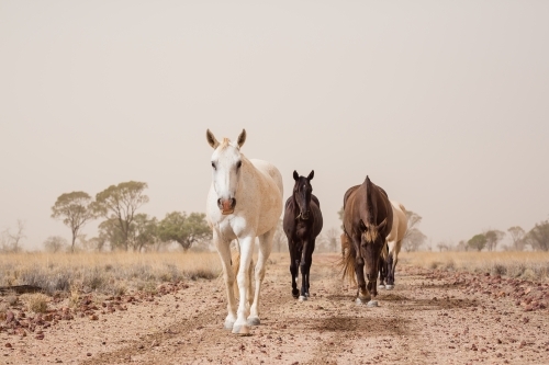 Horses walking in dust storm