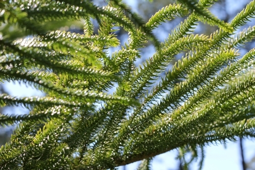 Branches of the araucaria tree