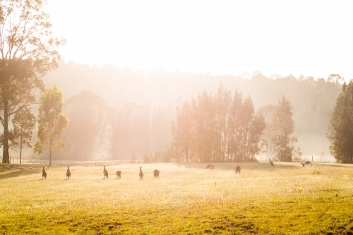 Kangaroos in a grassy field at sunrise