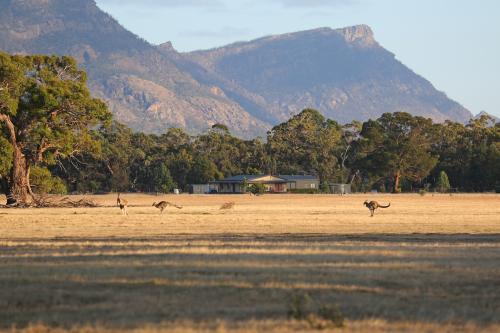 Kangaroos in regional landscape